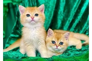 $380 : Gatitos Ragdoll Azules thumbnail