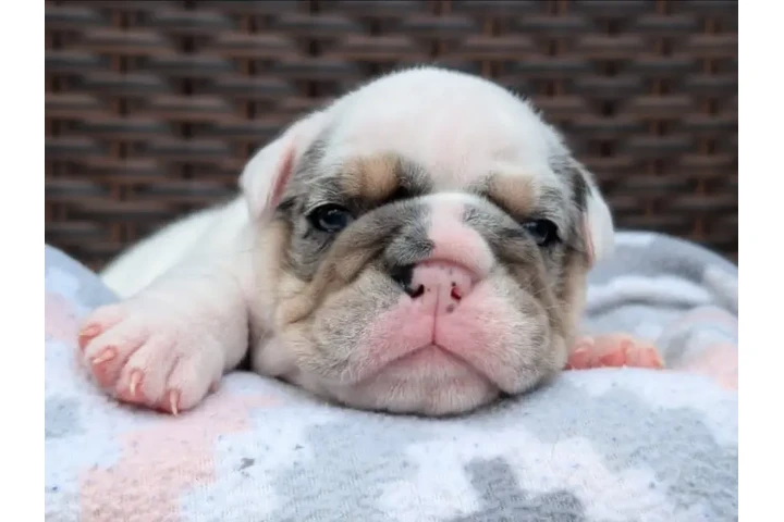 $350 : Cachorros Bulldog Inglés image 2