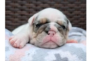 $350 : Cachorros Bulldog Inglés thumbnail