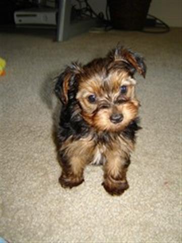 $4600 : PLAYFUL YORKIE PUPPIES FOR YOU image 1