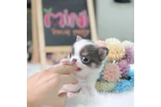 $350 : chihuahua thumbnail