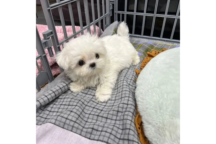 $550 : Hermosos cachorros malteses image 2