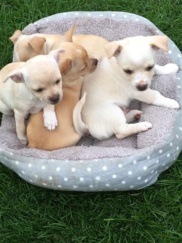 $600 : Chihuahua Puppies for sale image 2