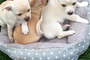 $600 : Chihuahua Puppies for sale thumbnail