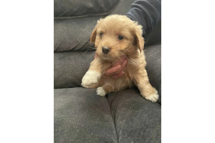 $350 : Cachorros shihtzu maltes image 5