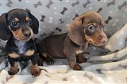 $380 : Dachshund disponibles thumbnail