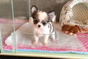 $350 : Pomerania y Chihuahua thumbnail