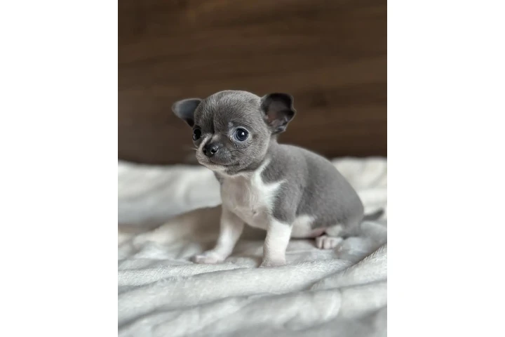 $500 : Chihuahua puppies for sale image 5