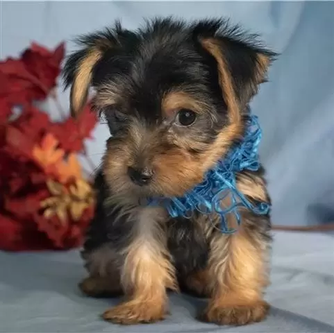 $500 : Yorkshire terrier cachorros ne image 1