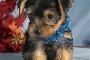 Yorkshire terrier cachorros ne en Long Island