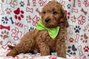 cute cavapoo puppies en Birmingham