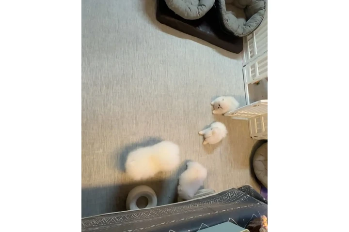 $350 : cachorros pomerania image 1