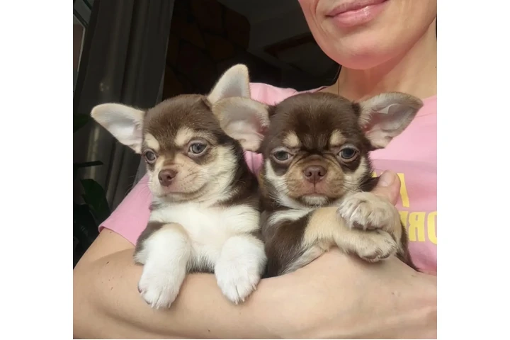 $410 : Cachorros Chihuahua image 1