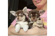 Cachorros Chihuahua