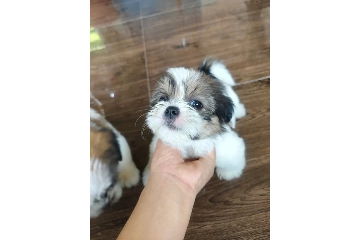 $350 : SHIHTZU image 2