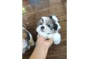 $350 : SHIHTZU thumbnail