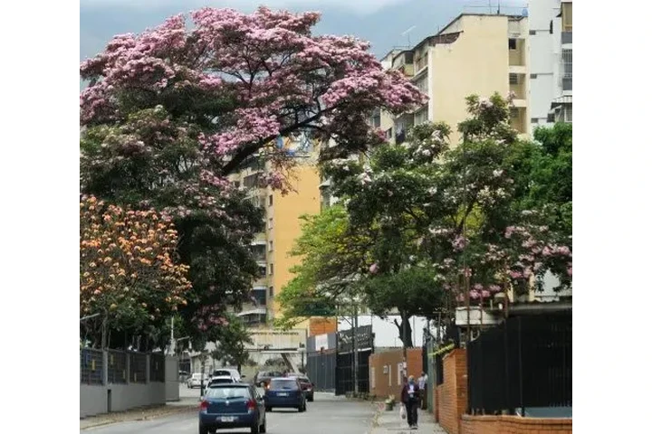 $99 : ¡SI! LOS RUICES HABITACIÓN CCS image 1