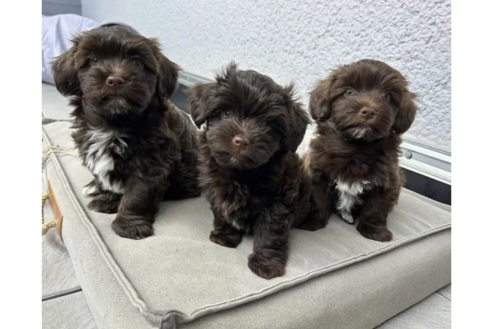 $390 : Havanese puppies for Adoption image 1