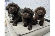 Havanese puppies for Adoption en Miami