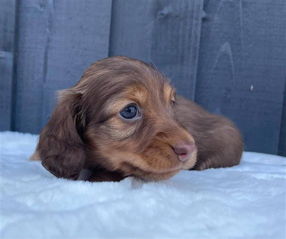 $500 : Miniature Dachshund puppies image 1