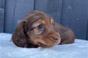 $500 : Miniature Dachshund puppies thumbnail