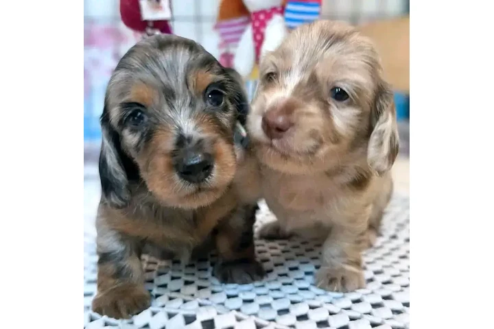 $550 : Dashund Puppies For Adoption image 2