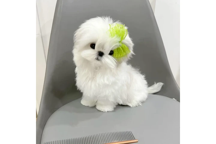 $400 : Pure White Maltese Puppies image 1
