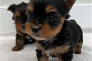 $500 : Yorkie Teacup puppy thumbnail
