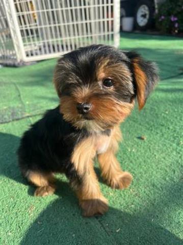 $100 : Cachorros yorkie en adopcion image 3