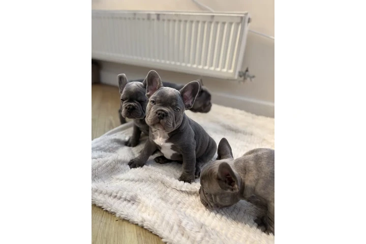 $350 : Blue Frenches Disponibles image 1