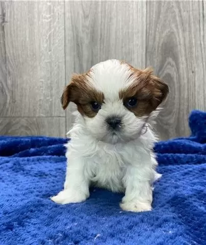 $500 : Sweet SHIH TZU puppies for sal image 3