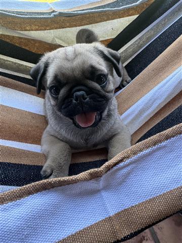 $700 : Pug puppy image 7