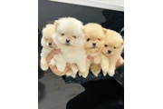 $350 : cachorros pomerania thumbnail