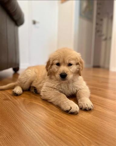 $350 : golden retriever image 1