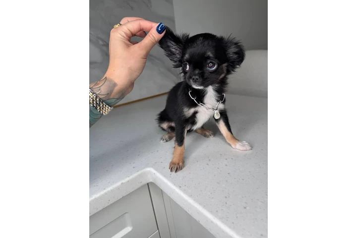 $300 : Teacup Chihuahua puppies image 8
