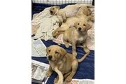Labrador retrievers disponible en Charlotte