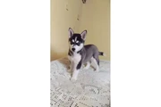 $350 : Siberian Manual Puppies thumbnail