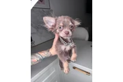 $300 : Teacup Chihuahua puppies thumbnail