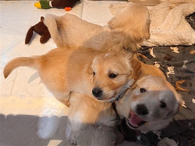 $500 : Cachorros Golden Retriever image 4