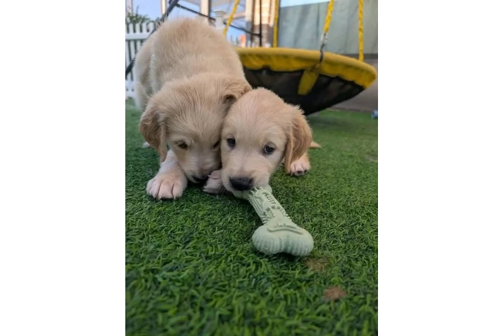$350 : Cachorros Golden Retriever image 8