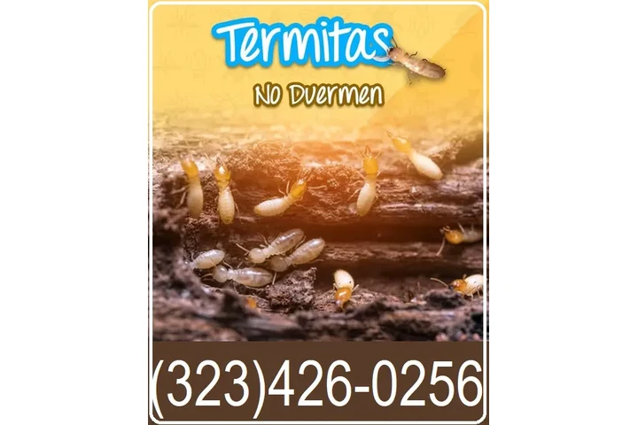 FUMIGACIONES TERMITAS 24/7 image 3