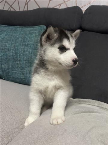 $410 : Súper husky siberiano image 1