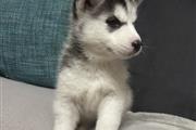 Súper husky siberiano en Fort Lauderdale