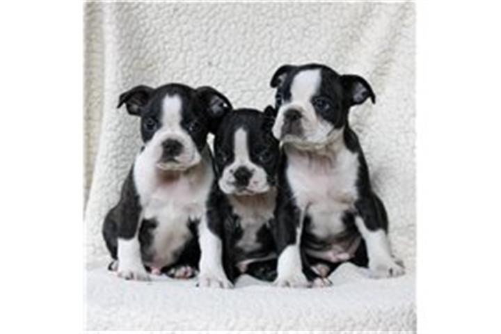 $500 : Sweet Boston Terrier puppies image 1