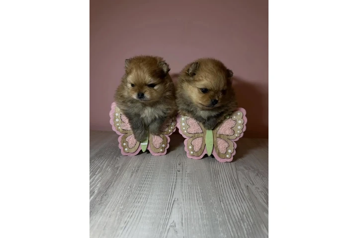 $1 : Cachorros Pomerania adorables image 3