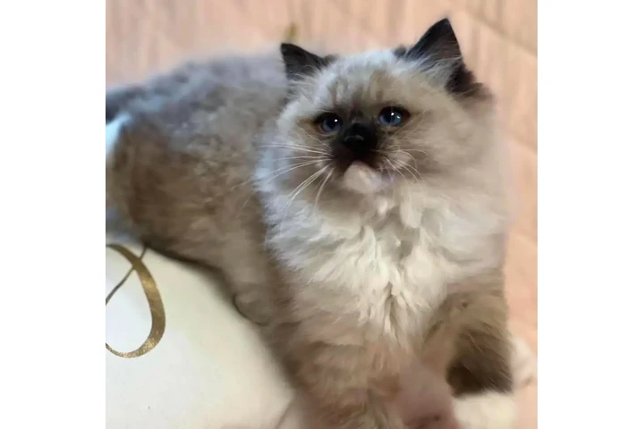 $550 : Cute persian kittens image 2