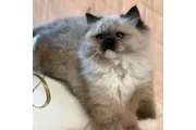$550 : Cute persian kittens thumbnail