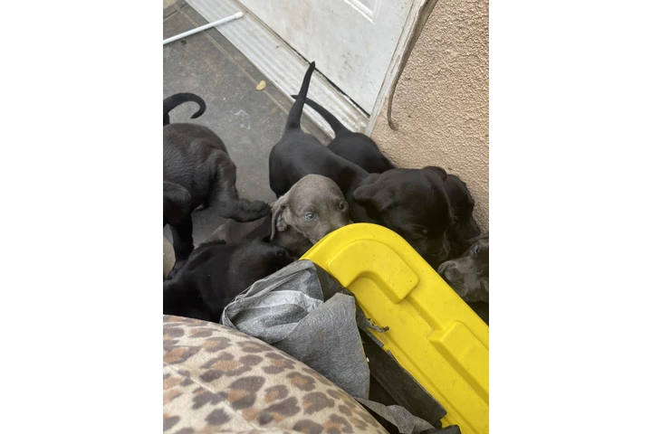 $350 : Lab/Corso puppies image 6