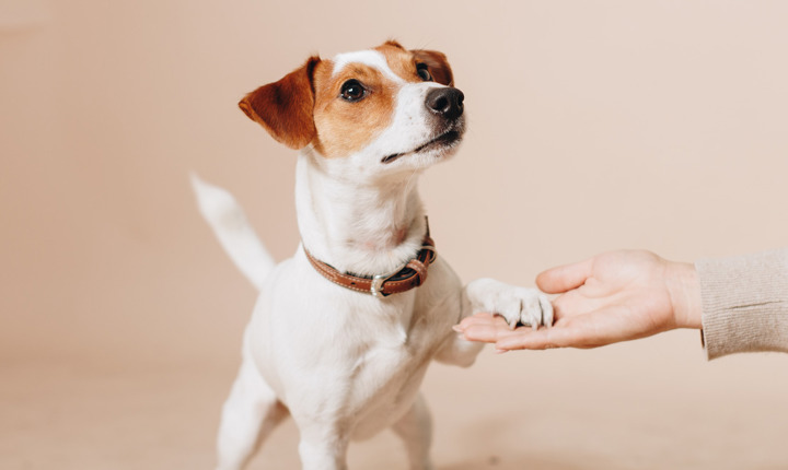 Los perros pueden entender los comandos en varios idiomas