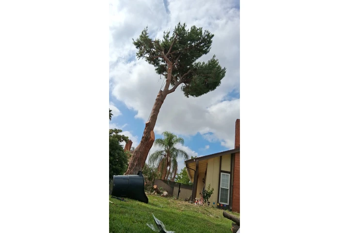 Memo's Tree Service image 1